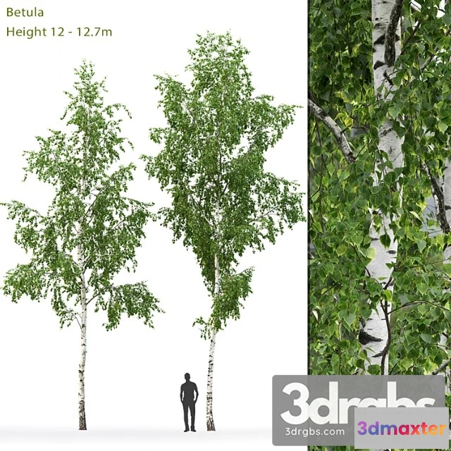 1011554 - Birch Tree 4