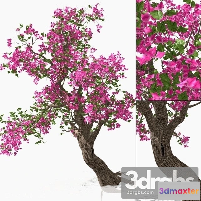 1011560 - Bougainvillea 15