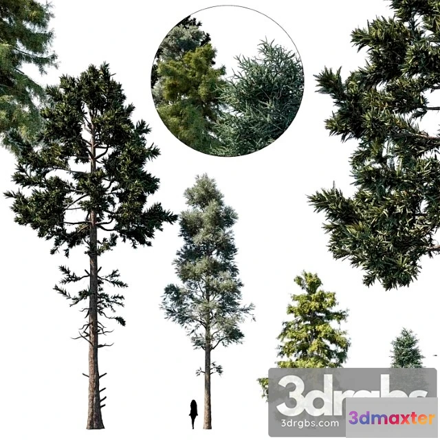 1011584 - Coniferous Tree Set 1