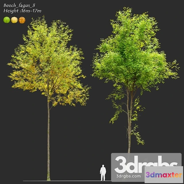 1011592 - European Beech 3