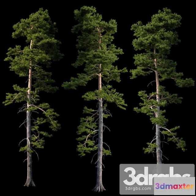 1011594 - European Pine