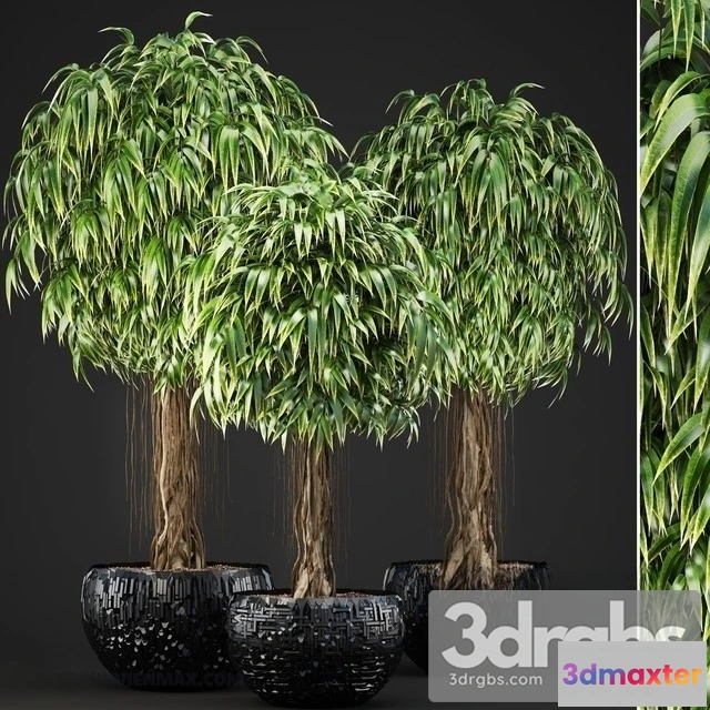 1011598 - Ficus Binnendijkii