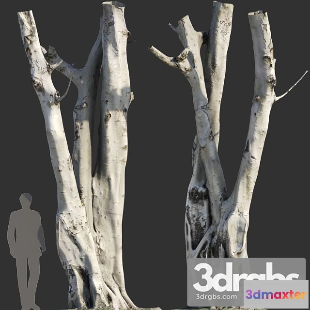 1011600 - Ficus Religiosa Tree Trunk