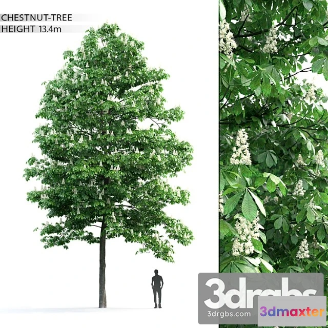 1011616 - Kashtan Tree 3