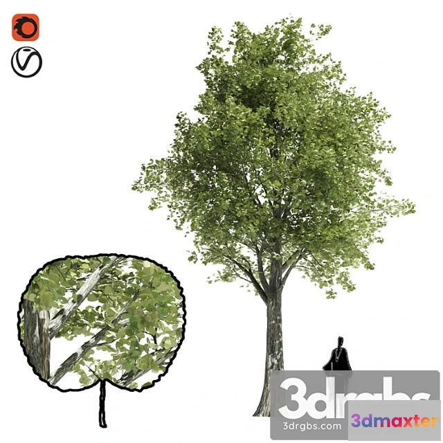 1011618 - Katsura Tree Low Poly