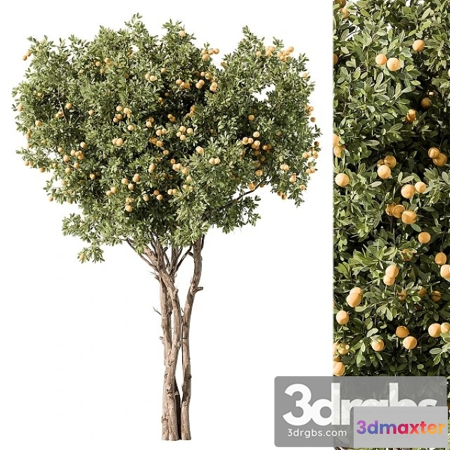 1011620 - Lemon Tree Set 117