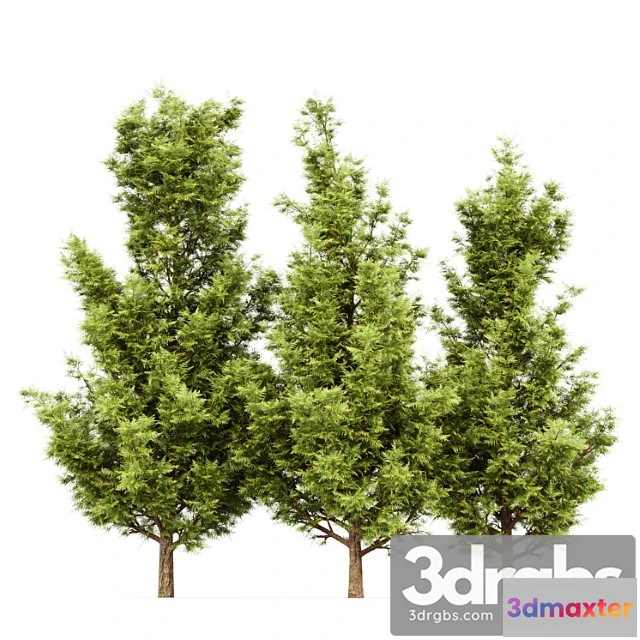 1011622 - Leyland Cypress Leylandi