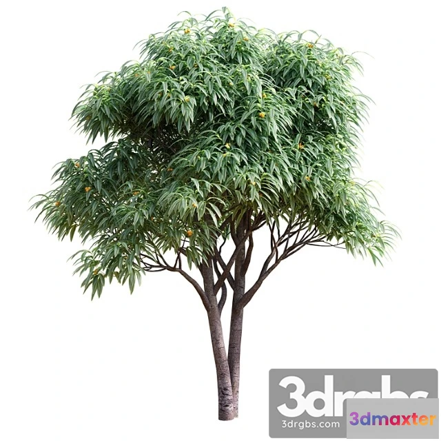 1011628 - Listvennoe Derevo S Plodami Mushmula