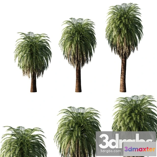 1011630 - Macrozamia Moorei Palm Tree 02