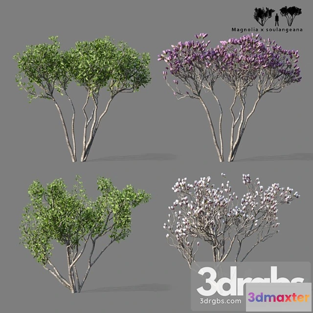 1011634 - Magnolia Sulangeana 2 Trees Magnolia X Sulangeana