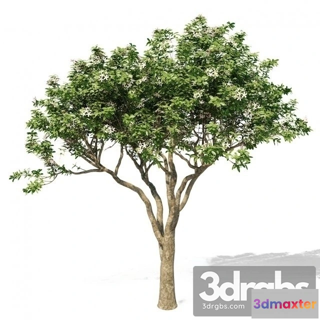 1011636 - Magnolia Tree