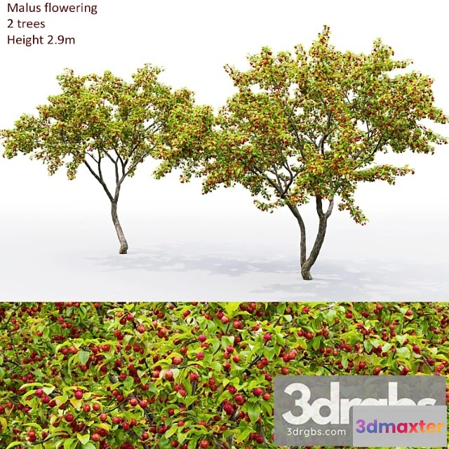 1011640 - Malus Tree