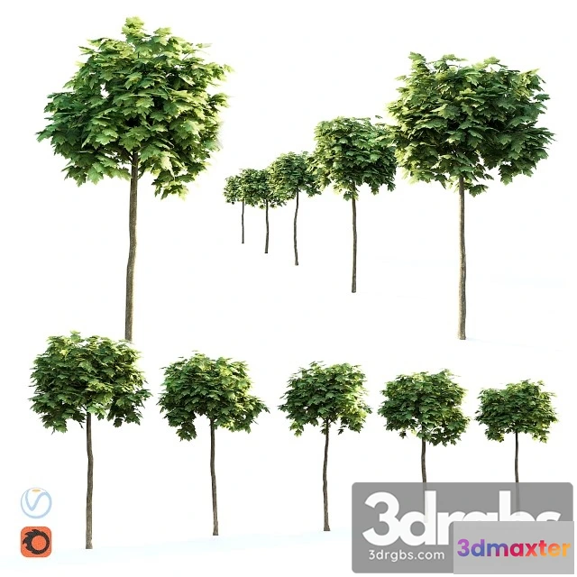 1011644 - Maple Globular