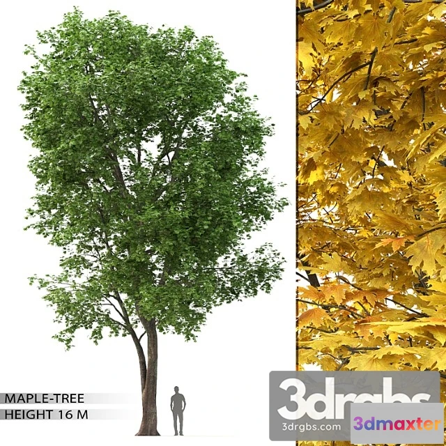 1011650 - Maple Tree 10