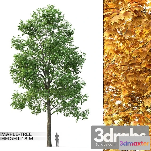 1011652 - Maple Tree 7