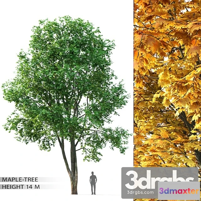 1011654 - Maple Tree 8