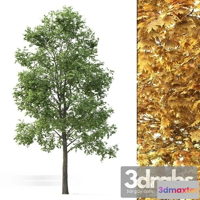 1011658 - Maple Tree