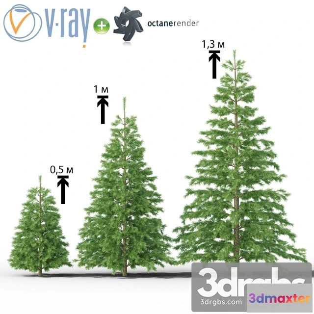 1011660 - Molodaia Iel