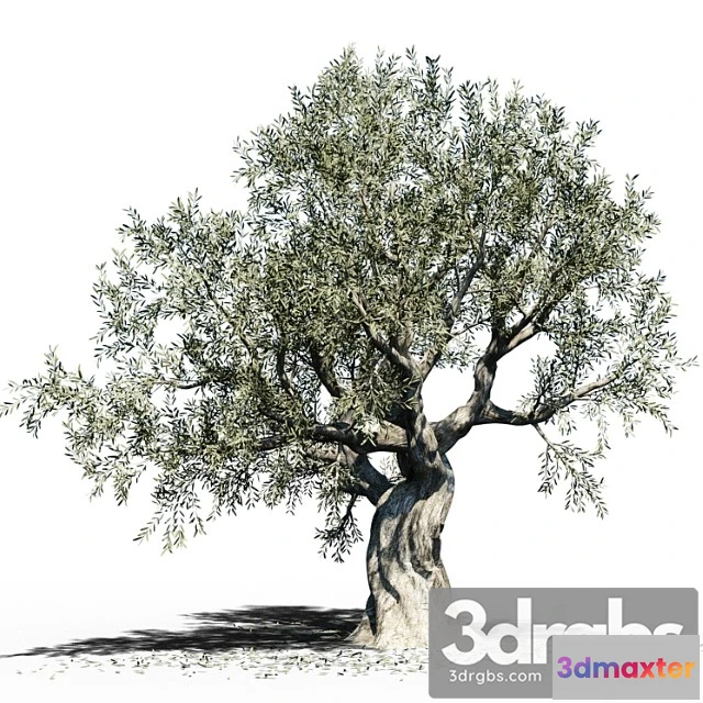 1011668 - Olive Tree Europa Olea 3