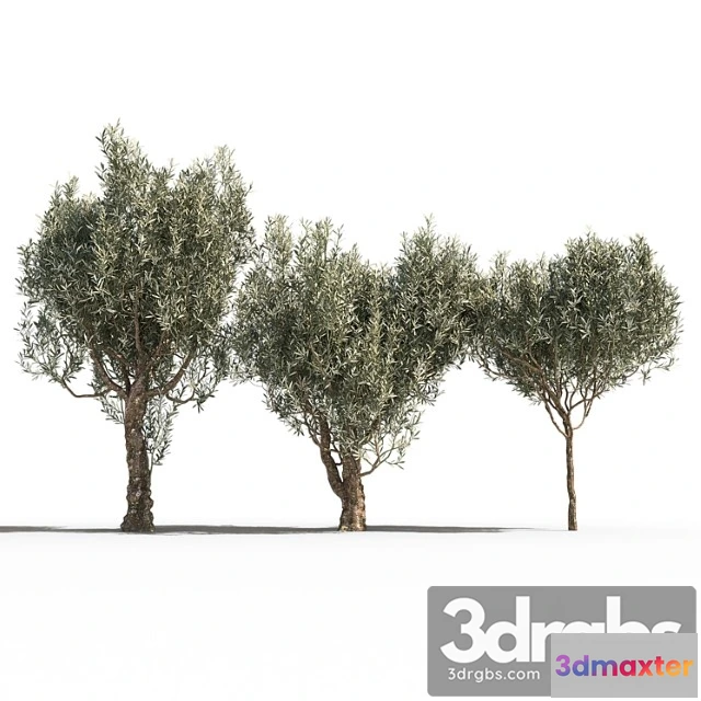 1011672 - Olive Trees 3