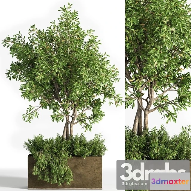 1011674 - Outdoor Plants Tree 13