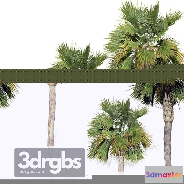 1011676 - Palm Big Tree