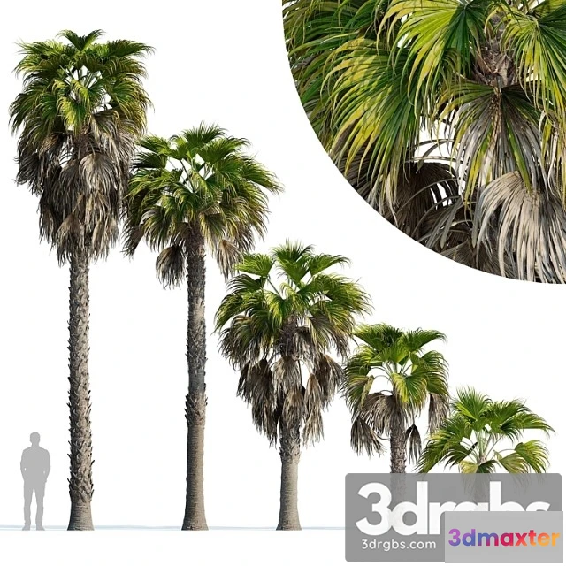 1011680 - Palma Vashingtoniia Robusta Washingtonia Robusta Palm