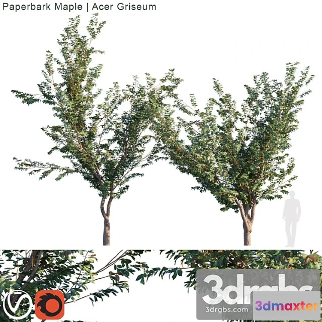 1011682 - Paperbark Maple Acer Griseum