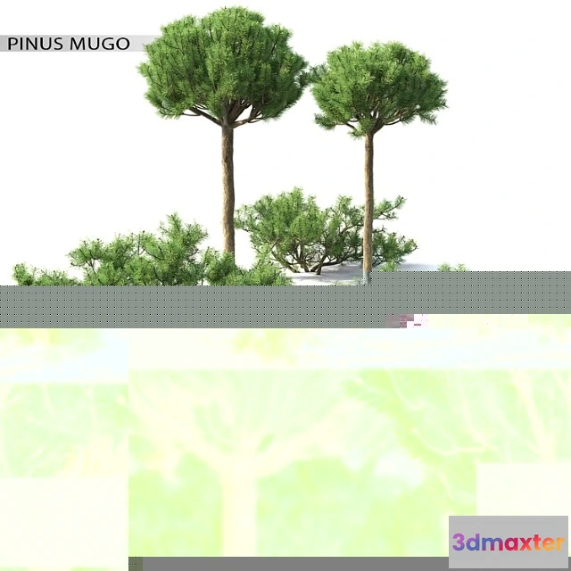 1011710 - Pinus Mugo 3