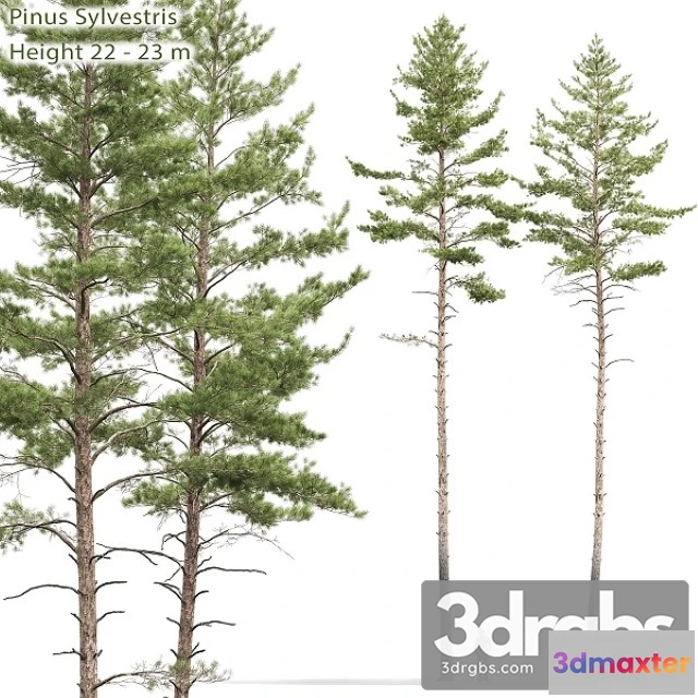 1011714 - Pinus Sylvestris Tree 10
