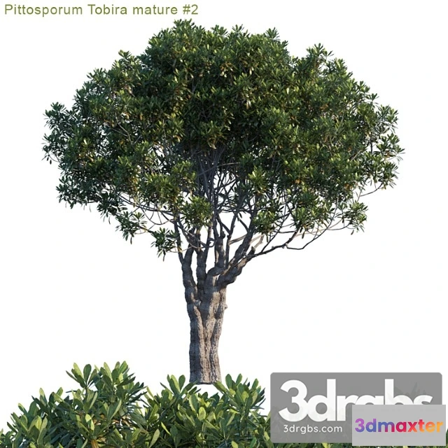 1011718 - Pittosporum Tobira Mature 2 1