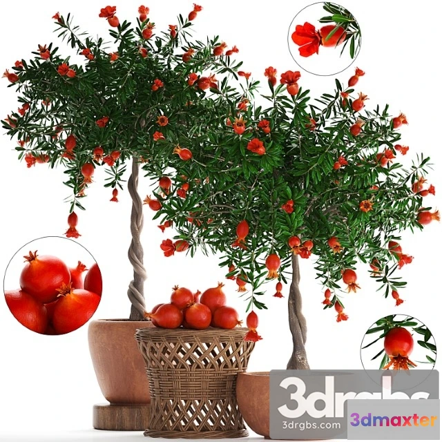 1011720 - Plant Collection 264 Pomegranate Tree With Fruits Blooming Rattan Table Flowerpot Outdoor Clay Clinker Eco Design Natural Materials