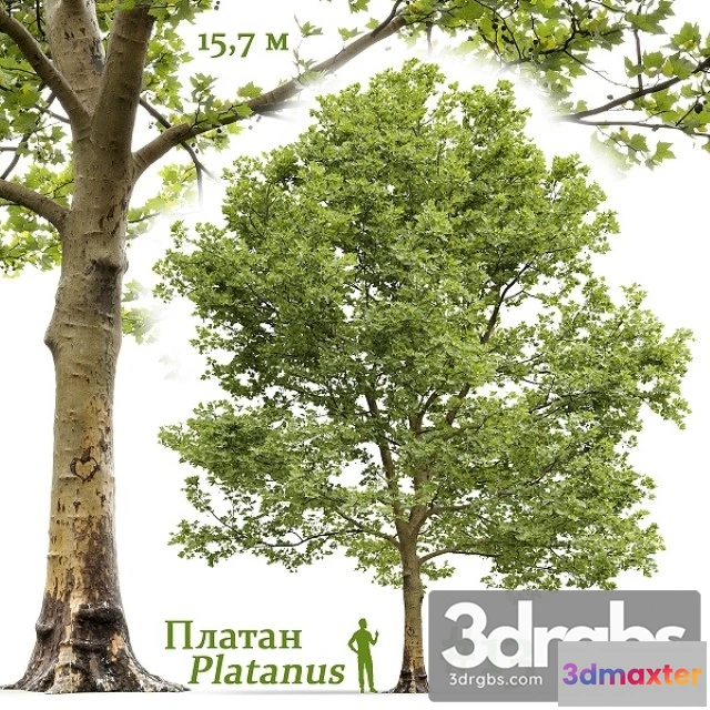 1011722 - Platanus 13