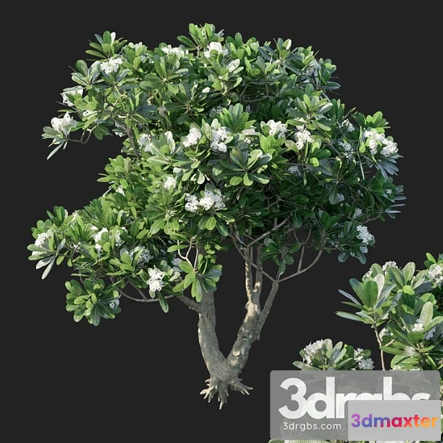 1011726 - Plumeria Obtusa 1