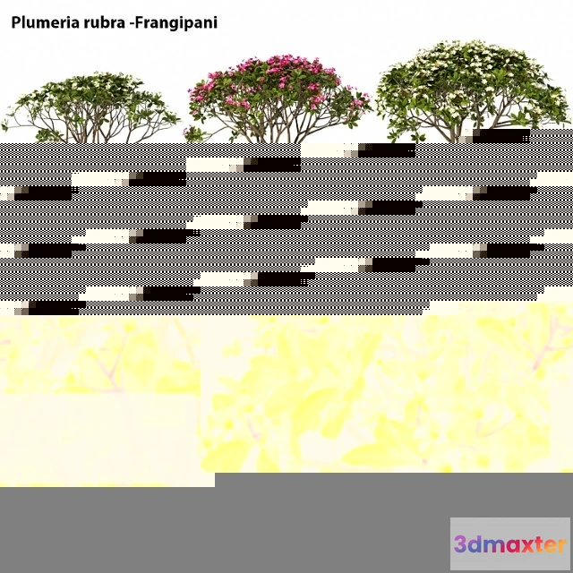 1011730 - Plumeria Rubra Frangipani Tree
