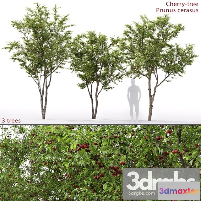 1011734 - Prunus Cerasus Cherry Tree 1 1