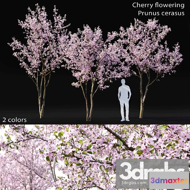 1011736 - Prunus Cerasus