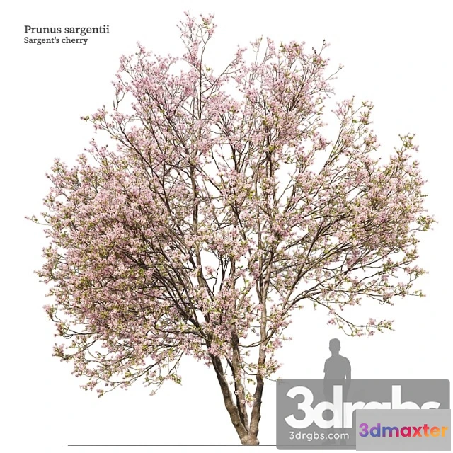 1011738 - Prunus Sargentii