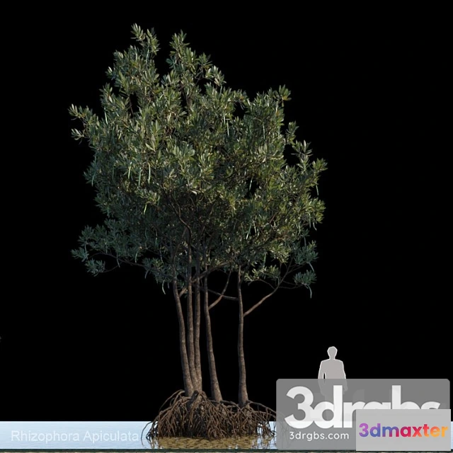 1011742 - Rhizophora Apiculata Var2 1