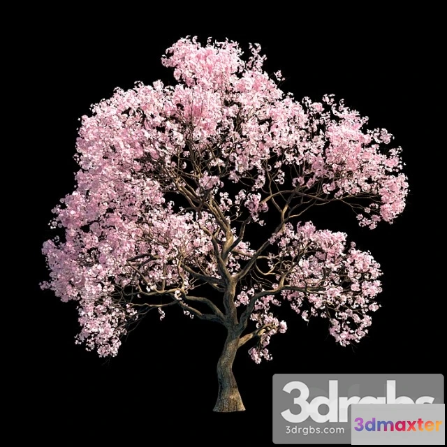 1011748 - Sakura Tree