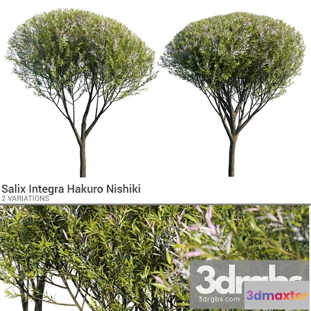 1011750 - Salix Integra Hakuro Nishiki