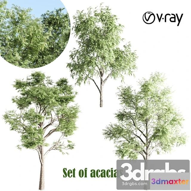 1011758 - Set Of Acacias Vray