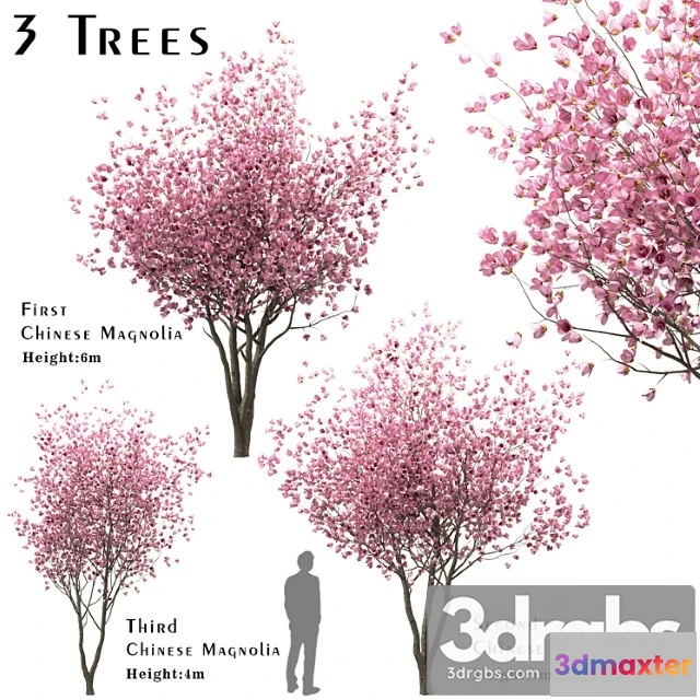 1011762 - Set Of Chinese Magnolia Trees Saucer Magnolia 3 Trees