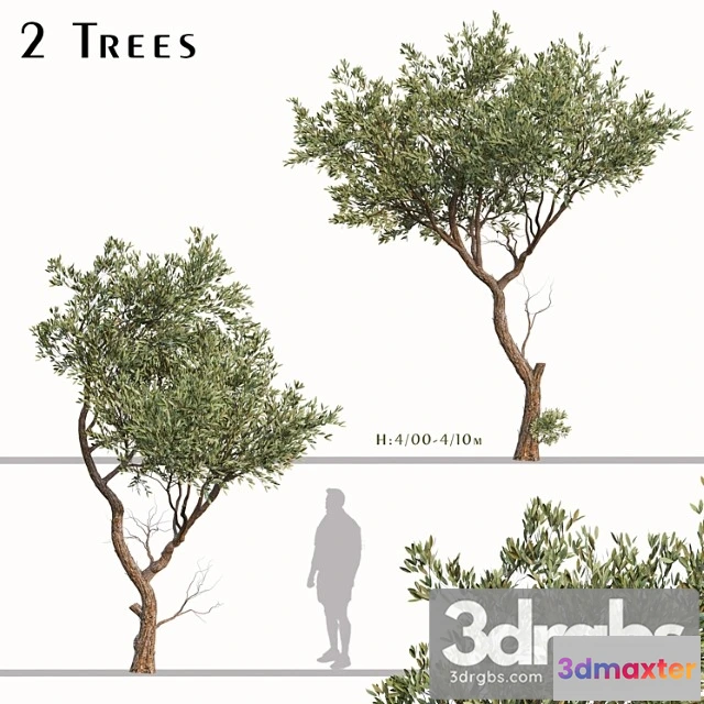 1011766 - Set Of Fruitless Olive Trees Olea Europaea 2 Trees