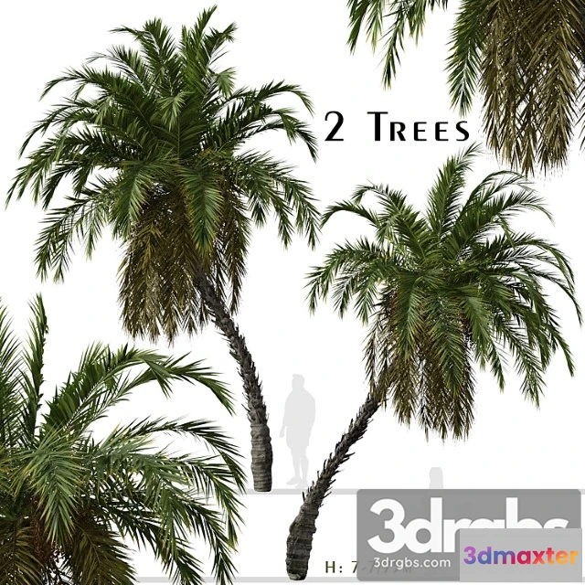 1011774 - Set Of Phoenix Reclinata Trees Senegal Date Palm 2 Trees