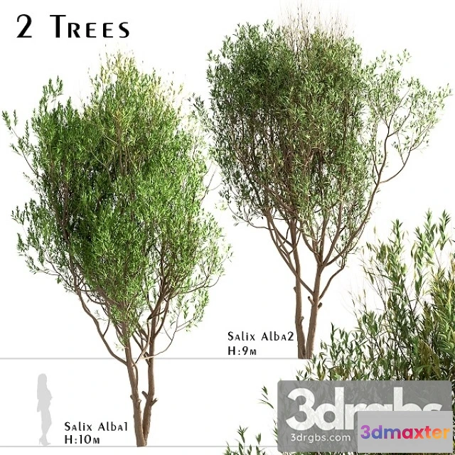 1011776 - Set of Salix Alba Trees