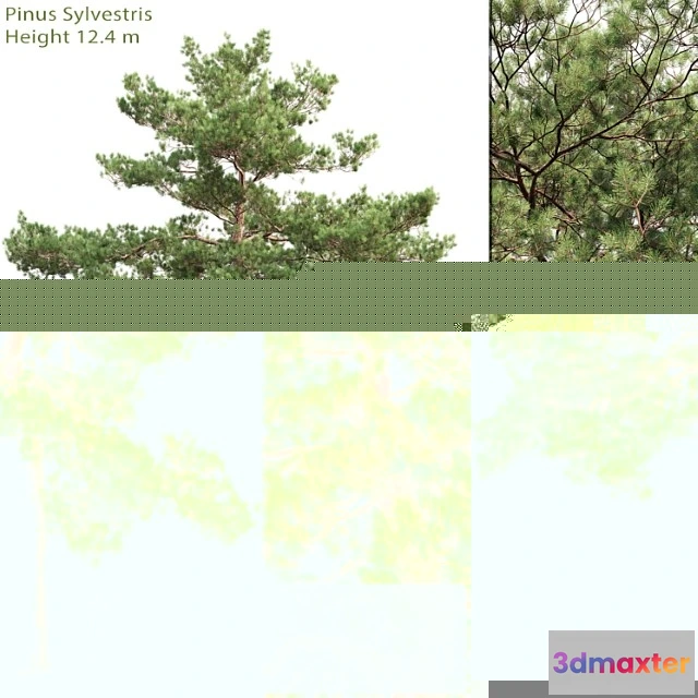 1011786 - Sosna Obyknovennaia 13 12 4m