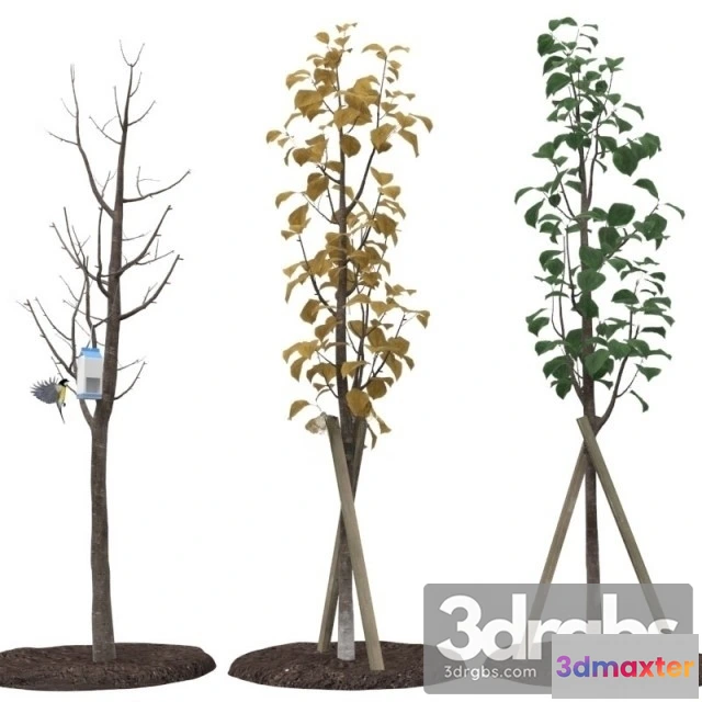 1011796 - Street Tree