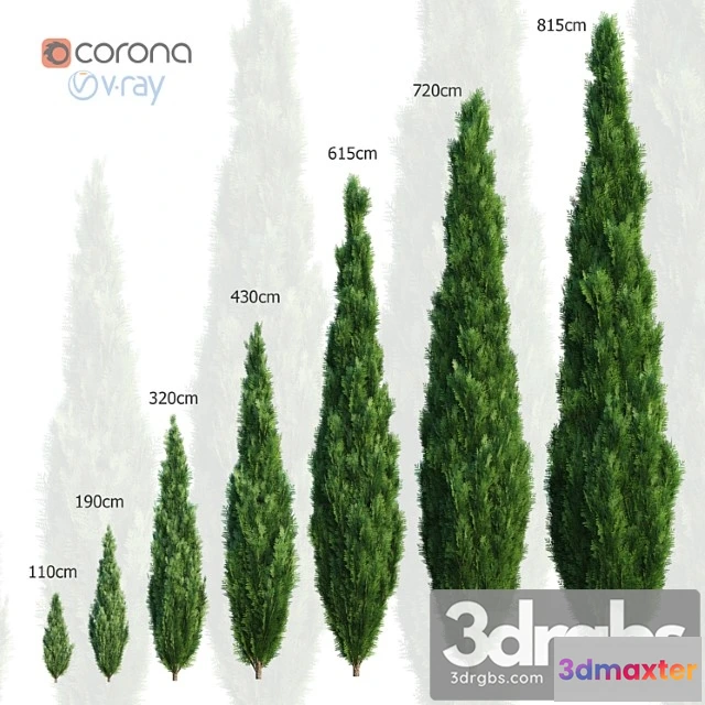 1011810 - Thuya Set of 7 Models