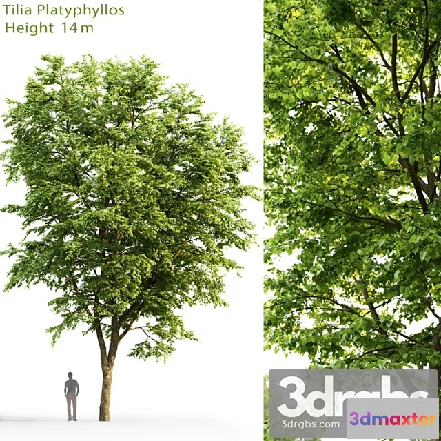 1011818 - Tilia Platyphyllos 5